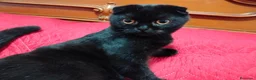 Scottish gatti in vendita: Gatto Scottish  - Annuncio 4