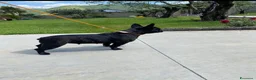 Bulldog Francese cani in vendita: Cucciolo di Bulldog Francese - Annuncio 7