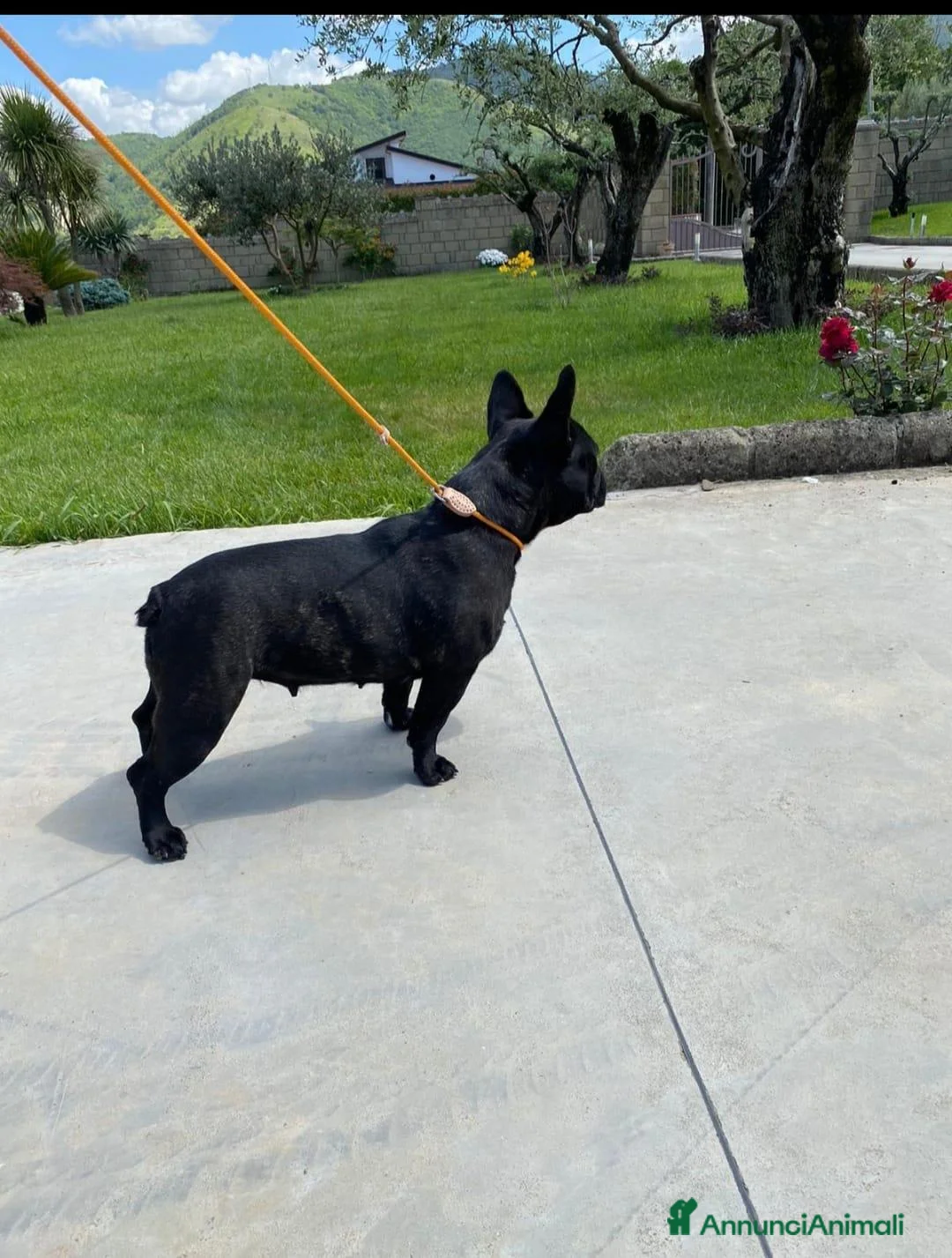 Bulldog Francese cani in vendita: Cucciolo di Bulldog Francese - Annuncio 7