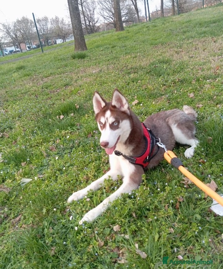 Husky cani Husky siberiano femmina  - Annuncio 2