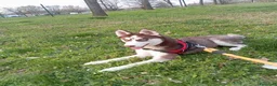 Husky cani in vendita: Husky siberiano femmina  - Annuncio 1