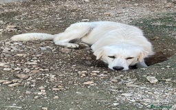 Meticcio cani in regalo: LUCKY MIX GOLDEN STUPENDO - Immagine 6