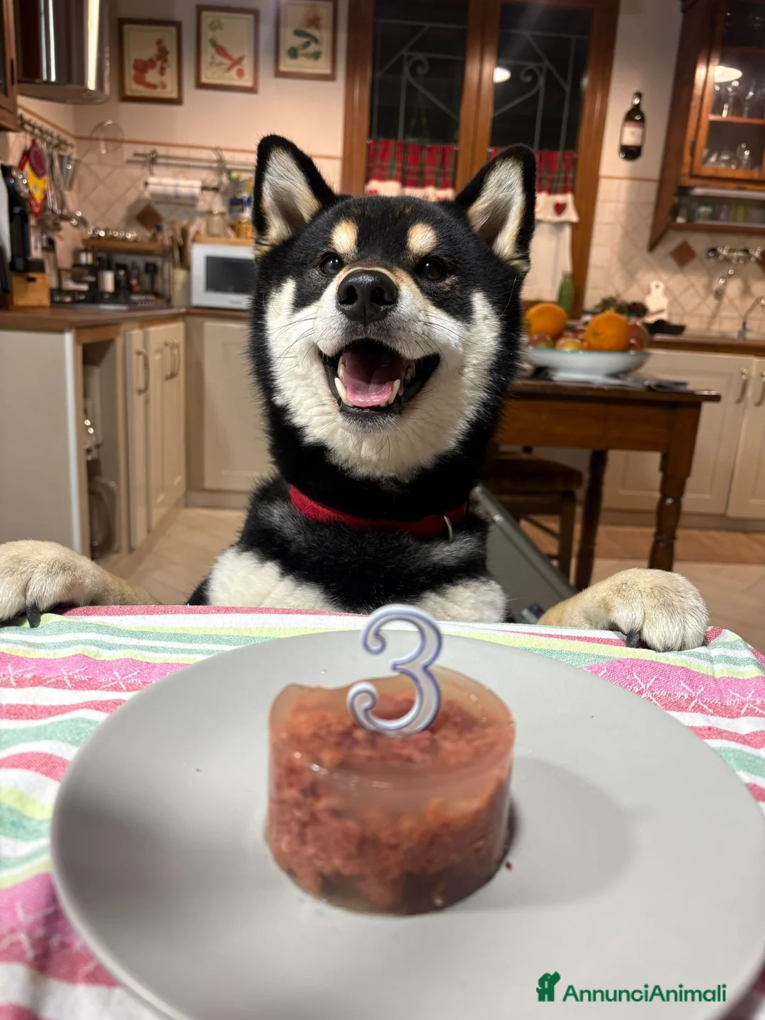 Shiba Inu cani per accoppiamento: SHIBA INU MASCHIO PER ACCOPPIAMENTO  - Annuncio 7