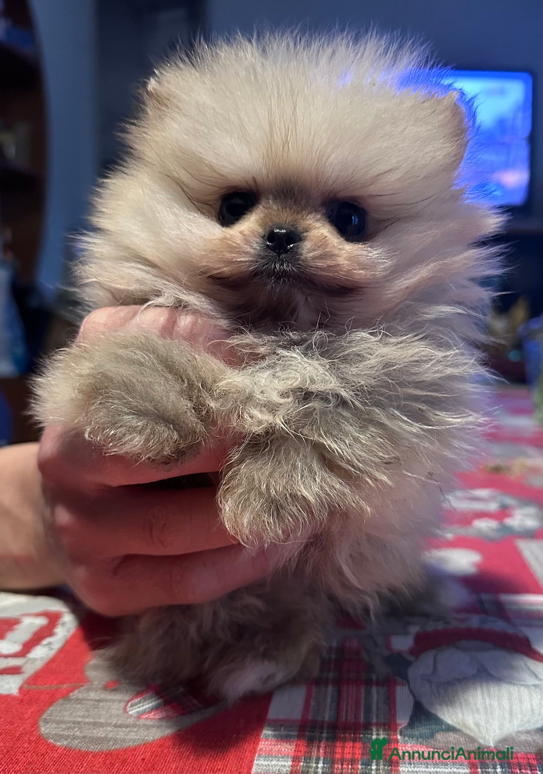 Volpino Pomerania cani in vendita: Volpino di Pomerania con pedigree ENCI  a Provincia di Treviso - Annuncio 11