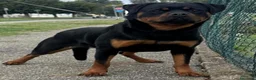 Rottweiler cani in vendita: Rottweiler con pedigree pagamenti agevolati  - Annuncio 5