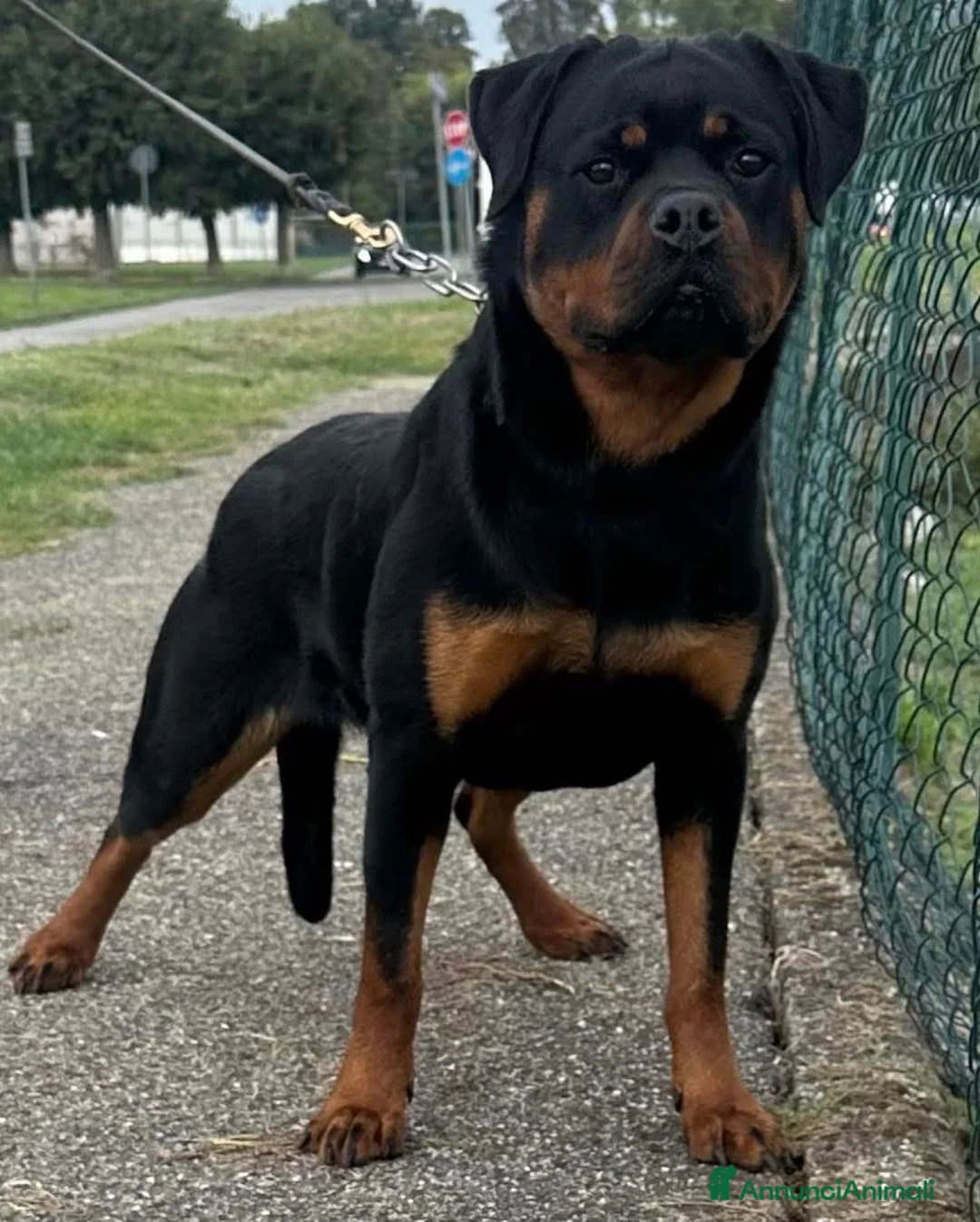 Rottweiler cani in vendita: Rottweiler con pedigree pagamenti agevolati  - Annuncio 5