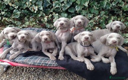 Weimaraner cani in vendita: WEIMARANER SPLENDIDE CUCCIOLE a Città Metropolitana di Torino - Immagine 11