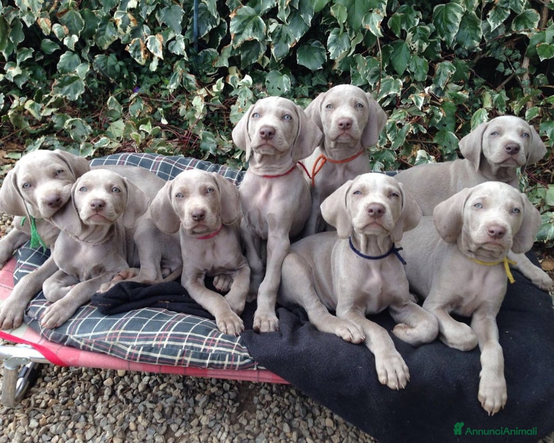 Weimaraner cani in vendita: WEIMARANER SPLENDIDE CUCCIOLE a Città Metropolitana di Torino - Immagine 11