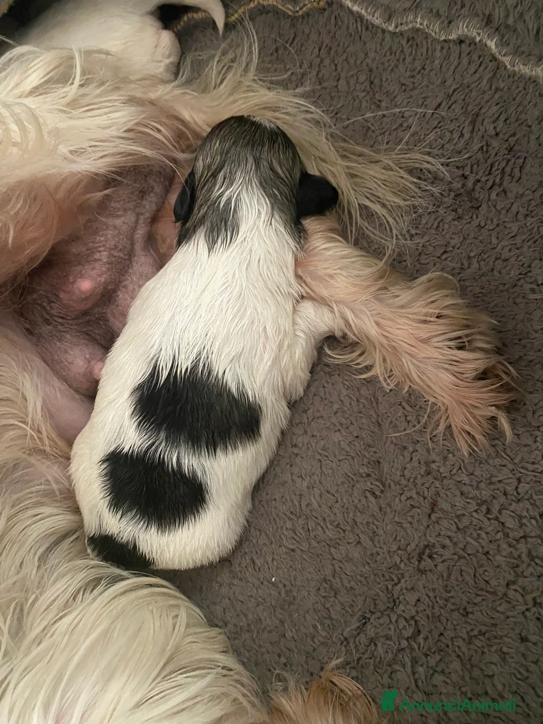 Maltipoo cani in vendita: Cuccioli maltipoo - Annuncio 4