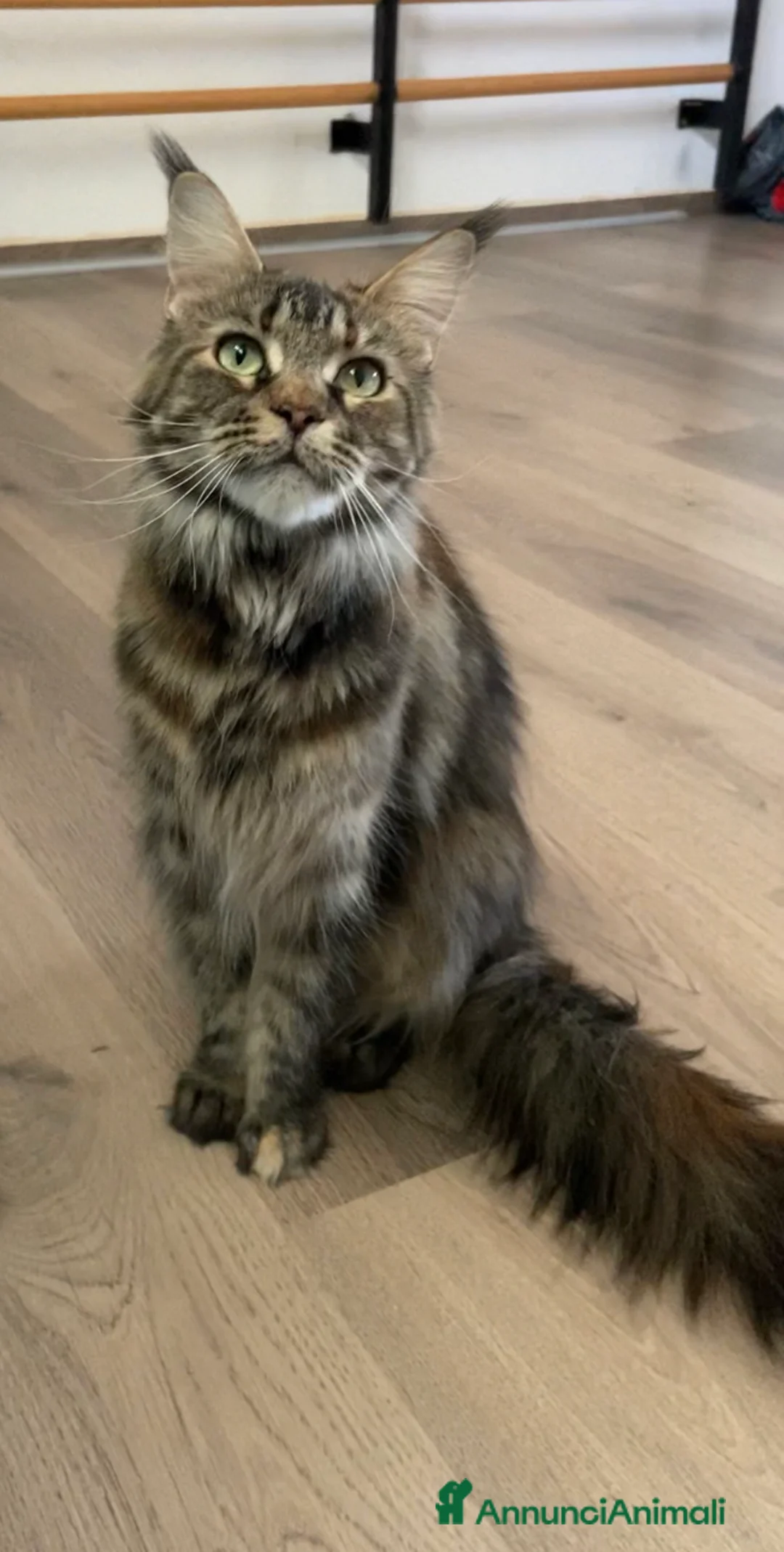 Maine Coon gatti in vendita: Cuccioli Maine Coon disponibili- genitori testati - Annuncio 23