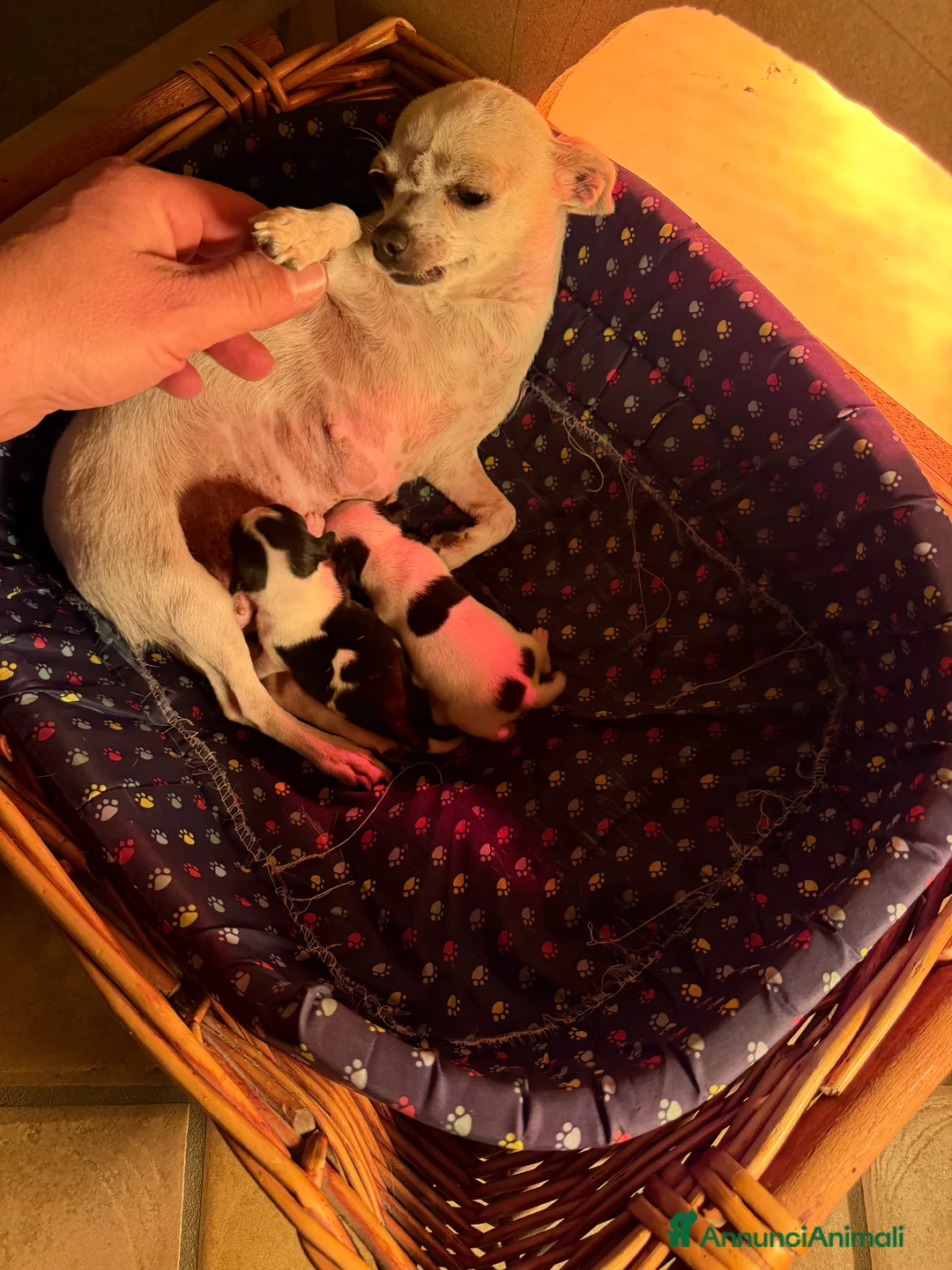 Chihuahua cani in vendita: Vendesi cuccioli di chihuahua - Annuncio 5