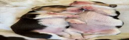 Beagle cani in vendita: Beagle con pedigree - Annuncio 3