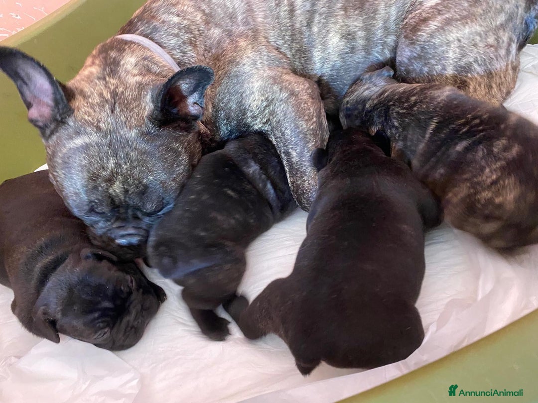 Bulldog Francese cani in vendita: 🐾🏡 Cuccioli di Bulldog Francese 🐾🏡 a Libero consorzio comunale di Agrigento - Immagine 7