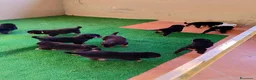 Rottweiler cani in vendita: Vendo cuccioli di Rottweiler  - Annuncio 7