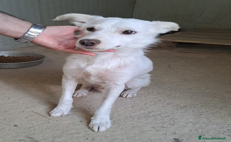 Meticcio cani a Provincia di Rimini - Annuncio 5