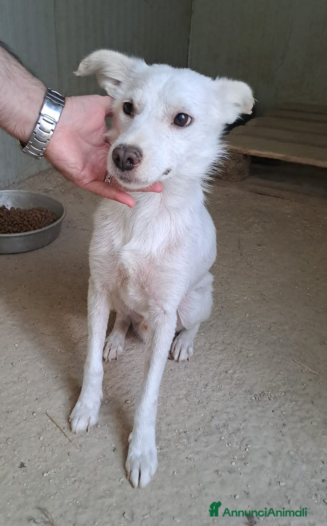 Meticcio cani in regalo: SOS SOS SOS DOLCISSIMO PLUTO a Provincia di Rimini - Annuncio 1