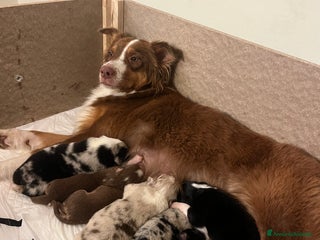 Australian Shepherd cani Cuccioli di Pastore Australiano con pedigree ENCI - Annuncio 27