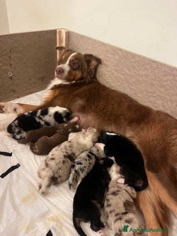 Australian Shepherd cani - Annuncio 1