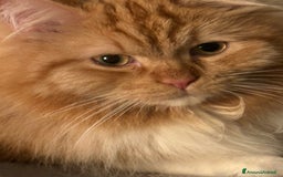 Siberiano gatti per accoppiamento: Bellissimo Siberiano per accoppiamento  - Immagine 2