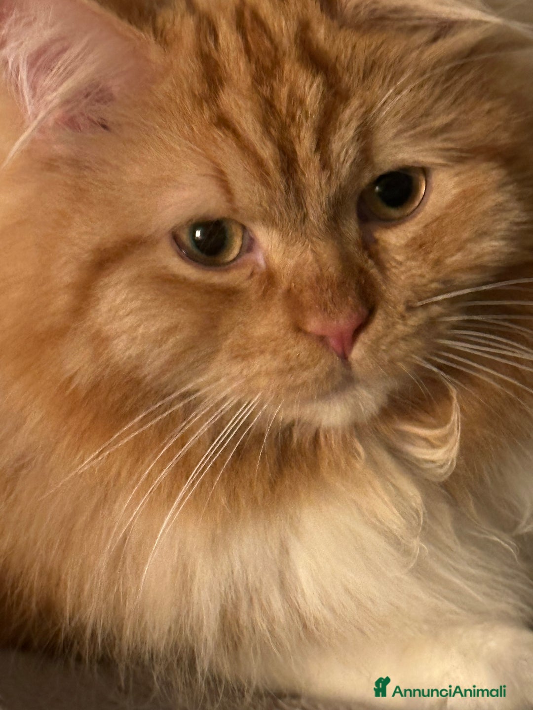 Siberiano gatti per accoppiamento: Bellissimo Siberiano per accoppiamento  - Immagine 2