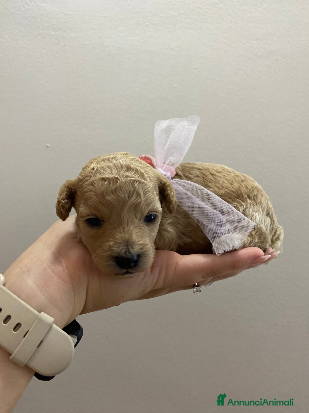 Barboncino Toy cani in vendita: Barbone toy - Annuncio 8