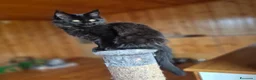 Maine Coon gatti in vendita: Maincoon - Annuncio 3