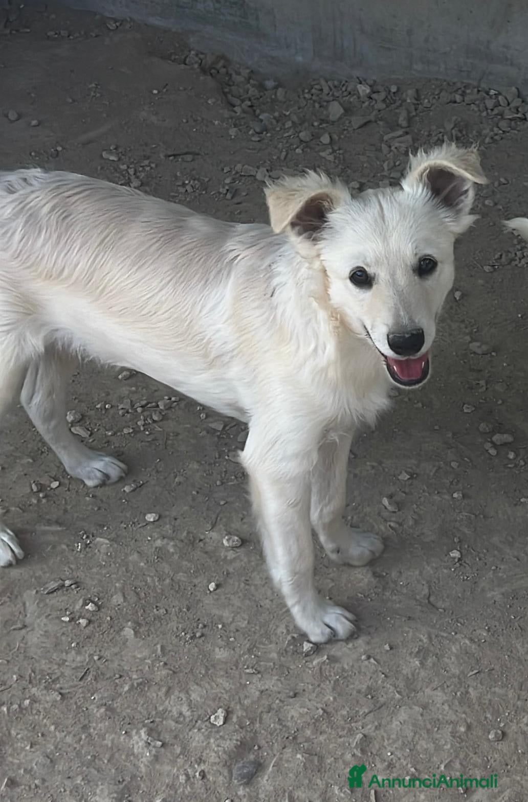 Meticcio cani Tex meraviglioso cucciolo bianco  - Annuncio 10