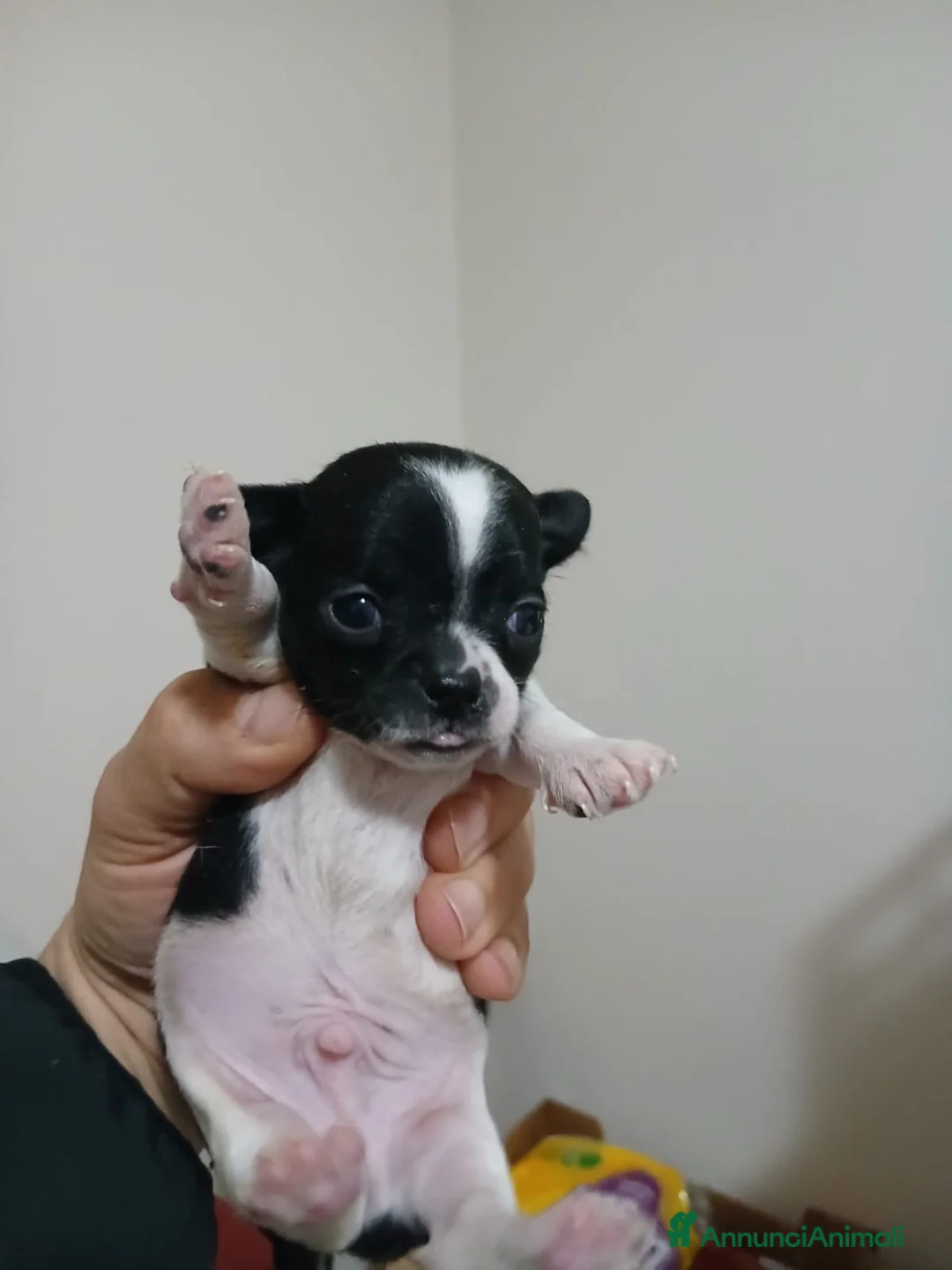Chihuahua cani in vendita: Vendesi cuccioli di chihuahua - Annuncio 4