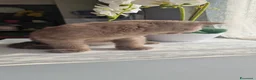 Scottish gatti in vendita: Scottish  - Annuncio 5