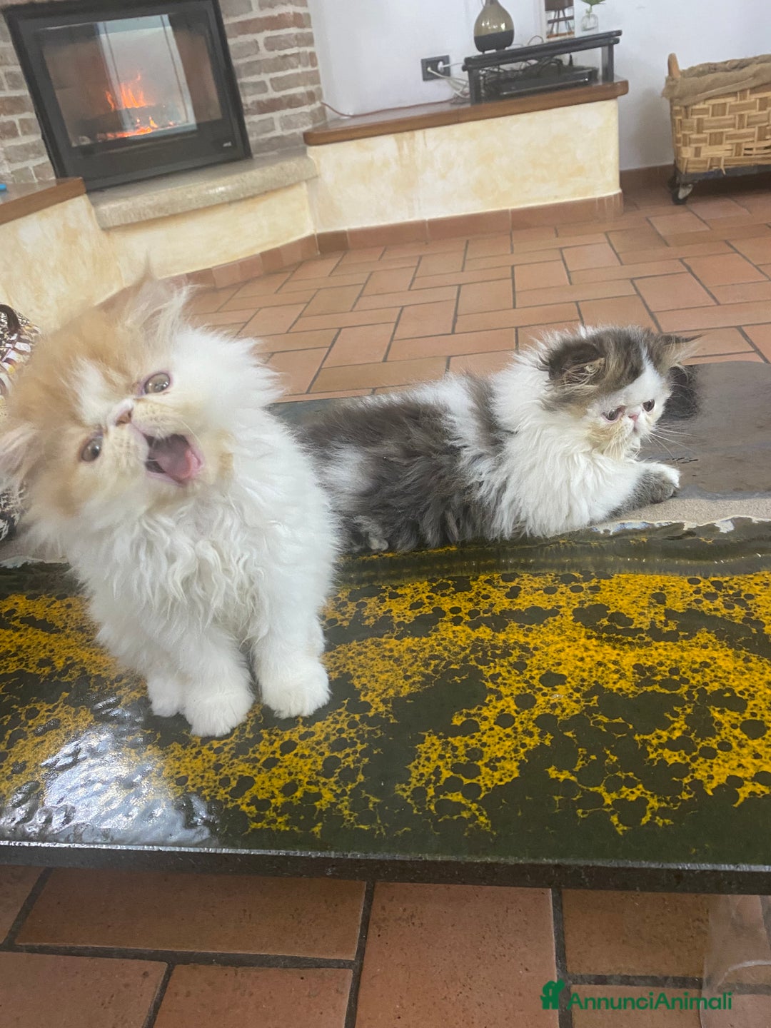 Persiano gatti in vendita: DUE MASCHIETTI PERSIANI IPERTIPICI - Annuncio 14