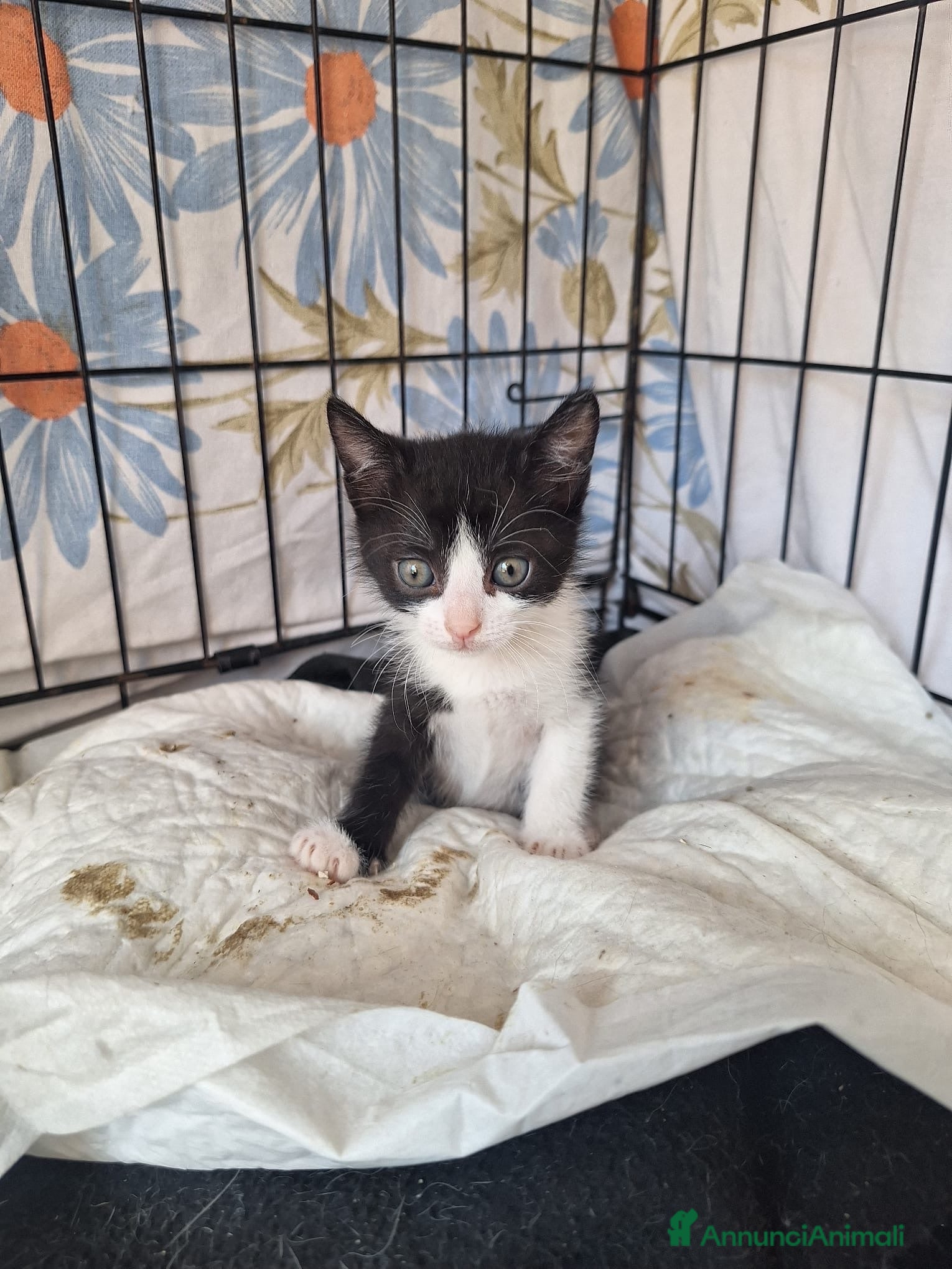 Europeo gatti Gattini  - Annuncio 20