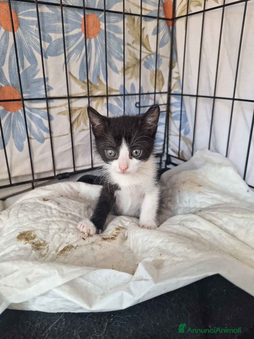 Europeo gatti in regalo: Gattini  a Città Metropolitana di Bologna - Annuncio 1