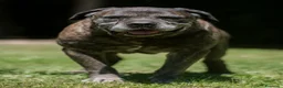 Cane Corso cani in regalo: MAMBO CERCA IL SUO MIRACOLO, ADOZIONE A DISTANZA - Annuncio 2