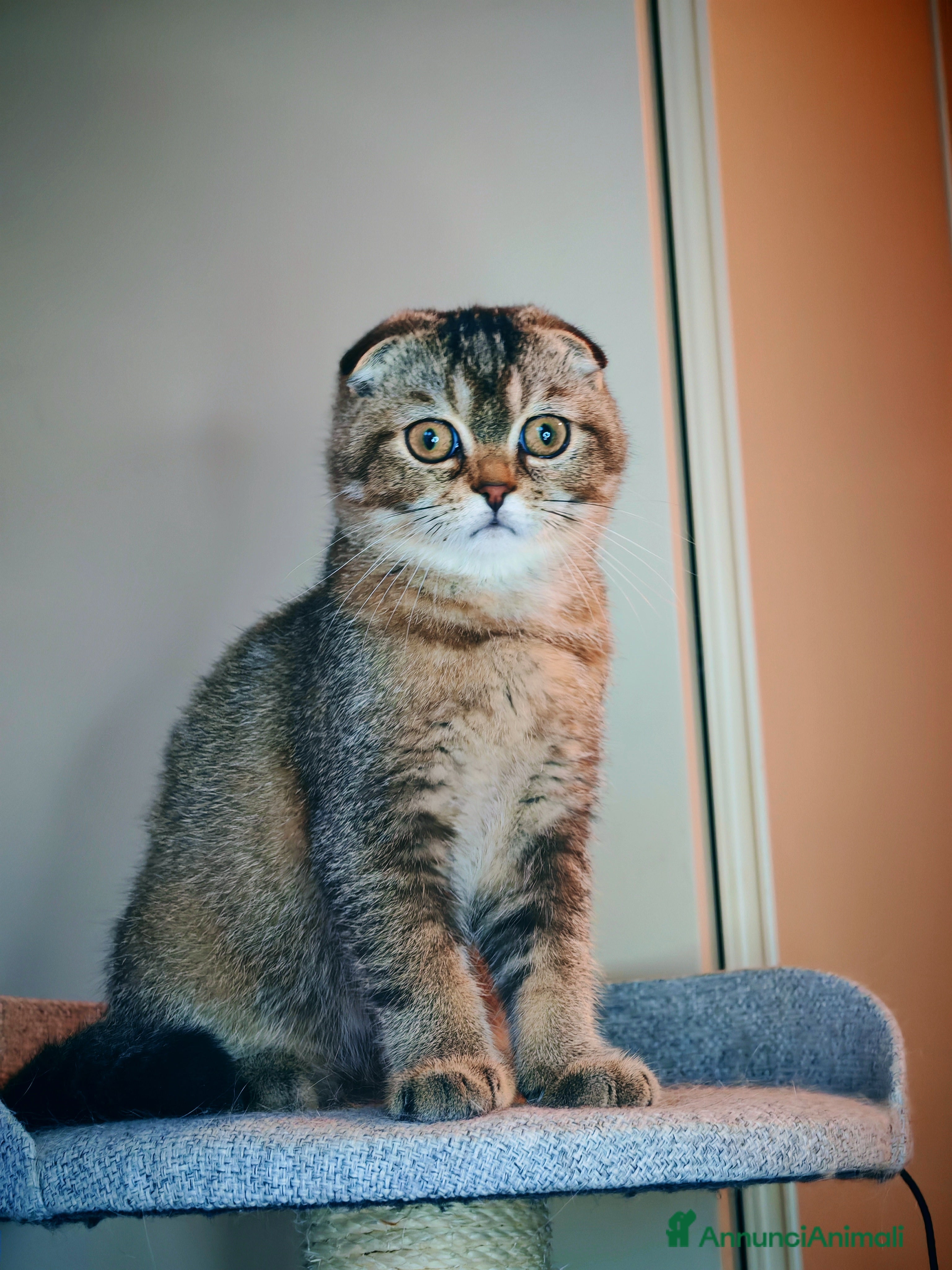 Scottish gatti Gattino Scottish Fold - Regalo di Natale - Annuncio 2