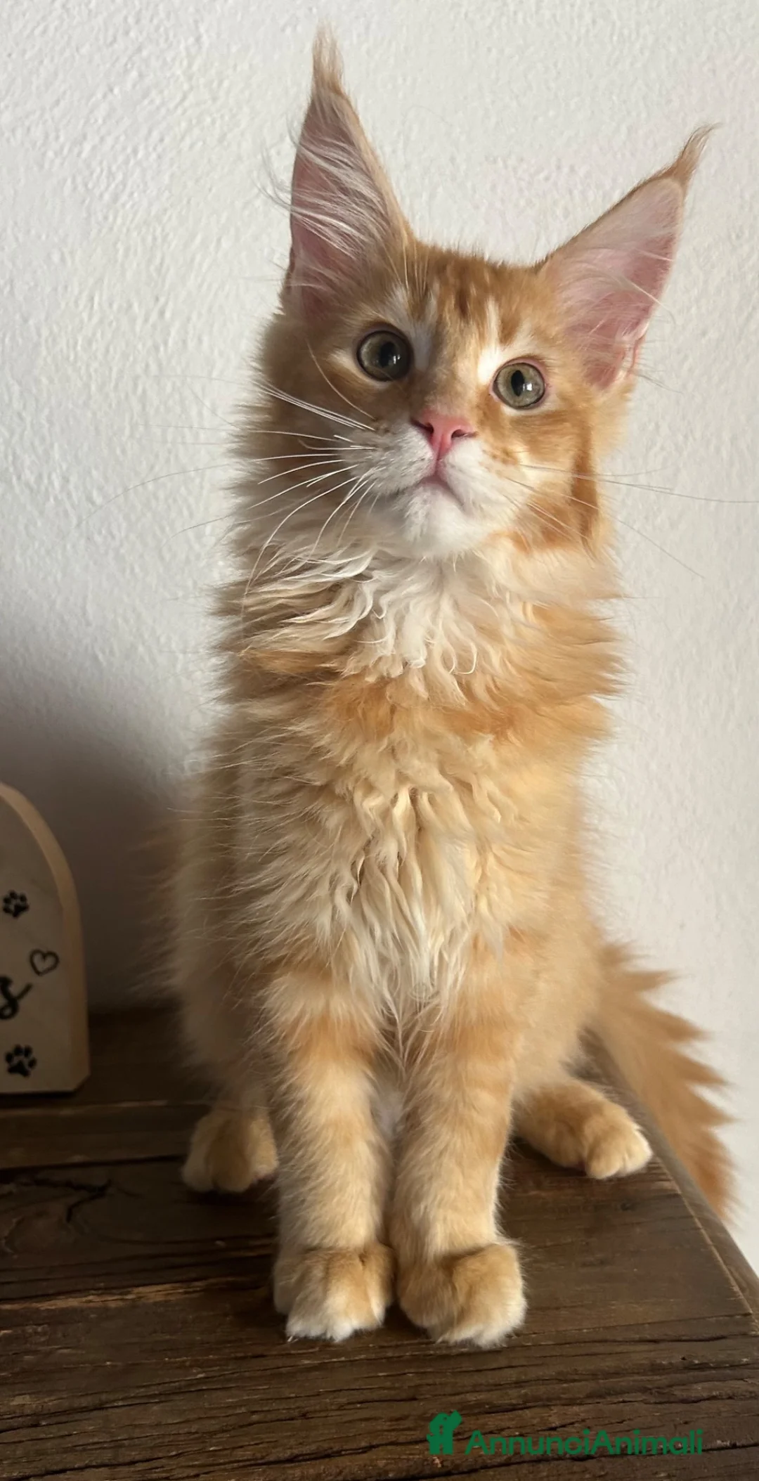 Maine Coon gatti in vendita: Maine Coon  - Annuncio 8