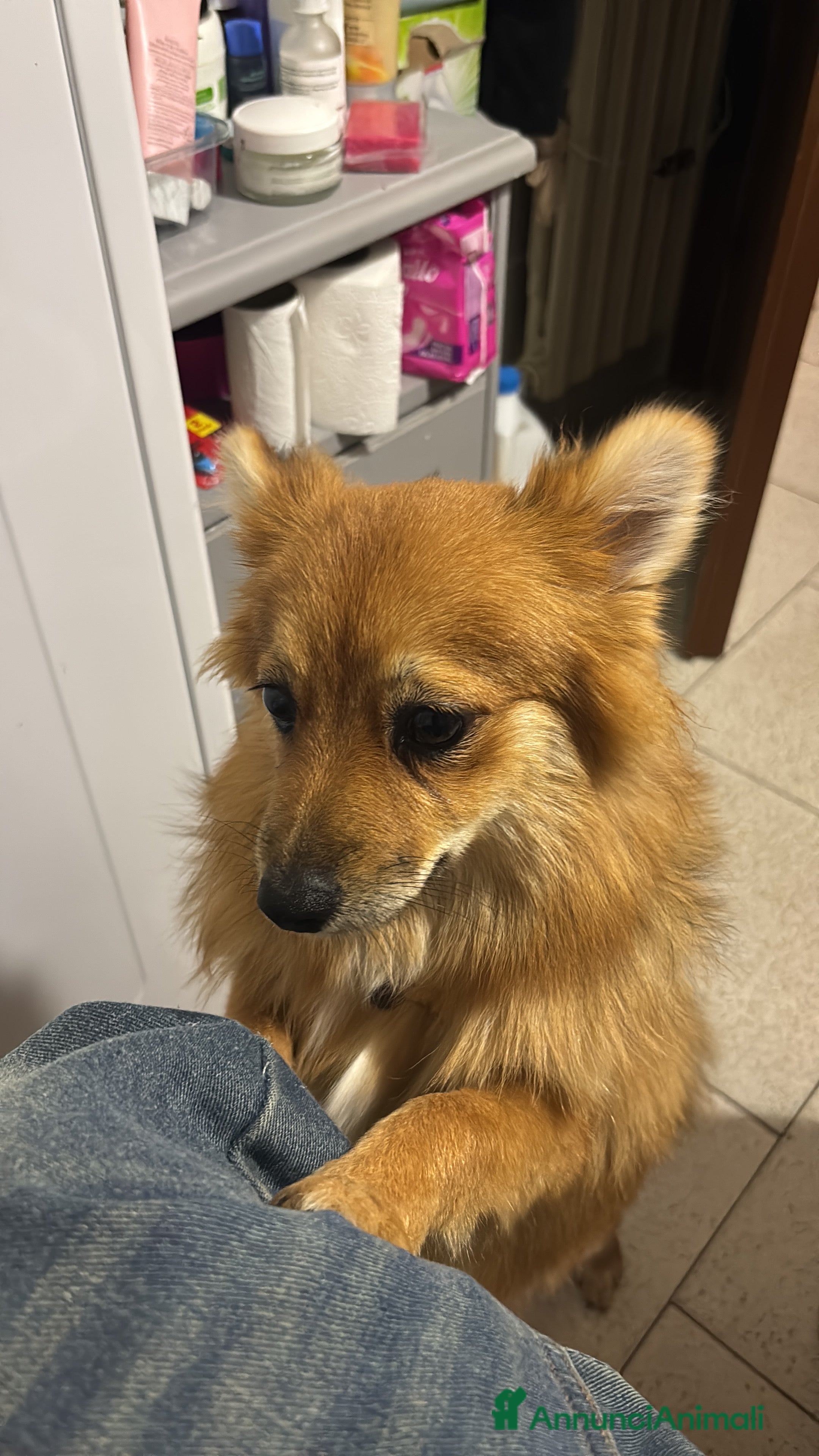Volpino Pomerania cani !URGENTE! vendo cucciola spitz pomerania - Annuncio 1