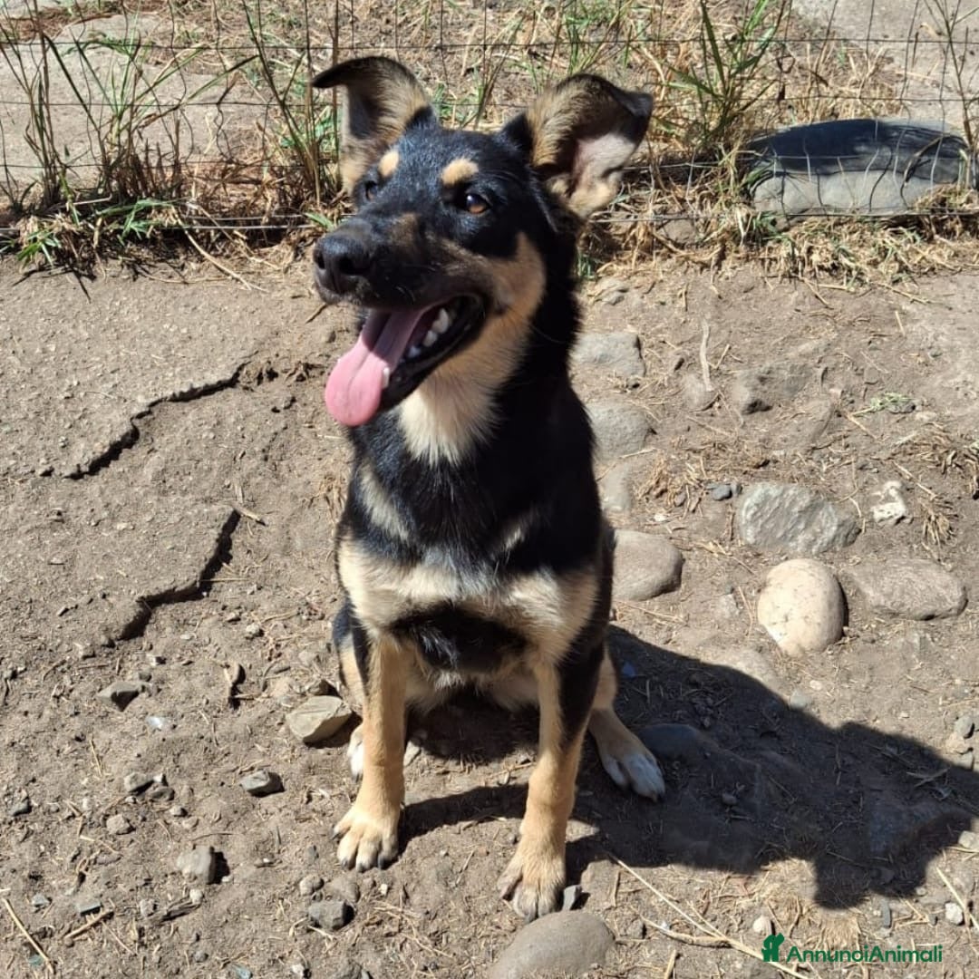 Meticcio cani in regalo: ADA 🩷 -cucciola stupenda e dolce, adora l’acqua🤣 - Annuncio 2