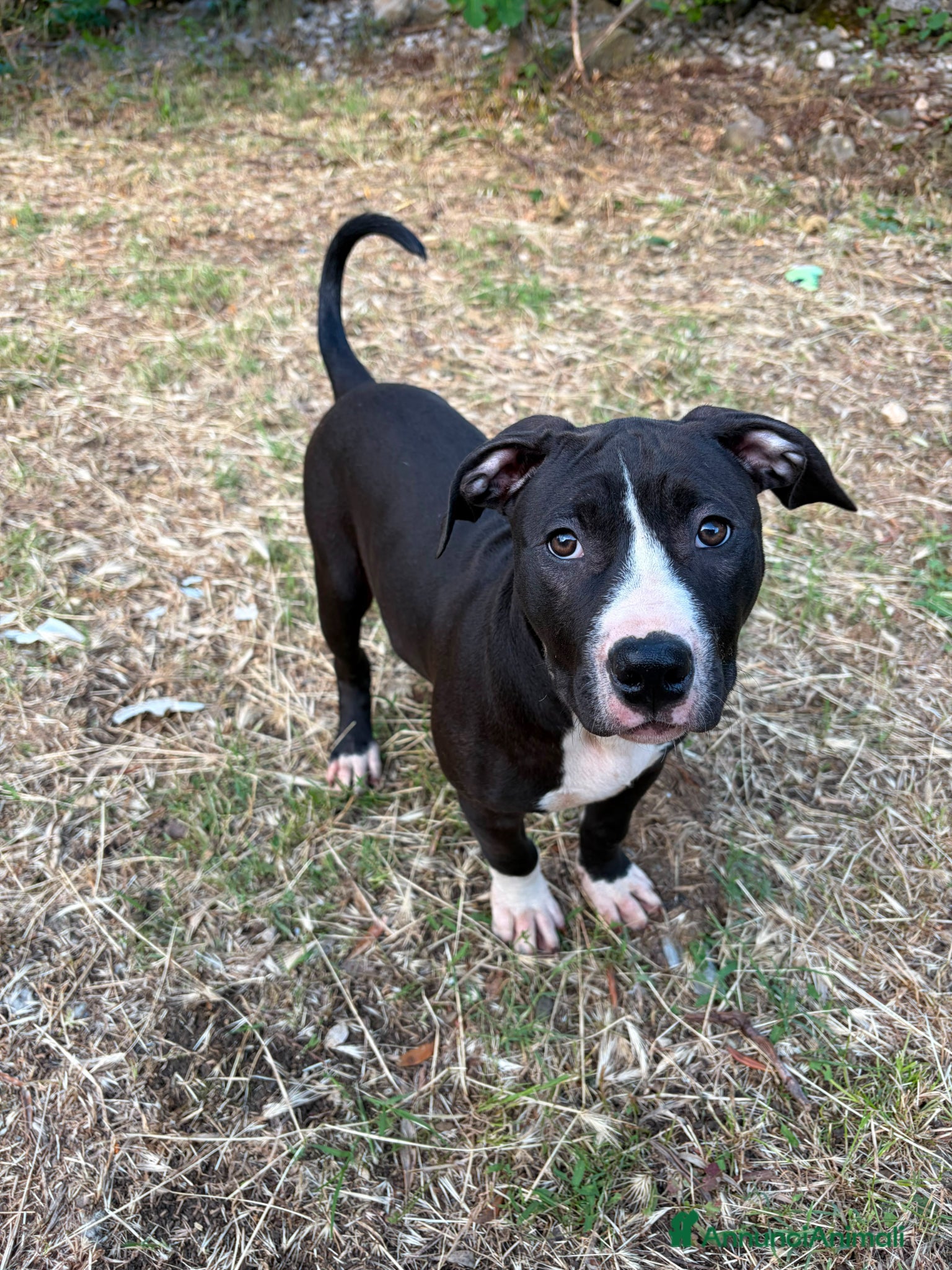 Pitbull cani Cuccioli pitbull  - Annuncio 2