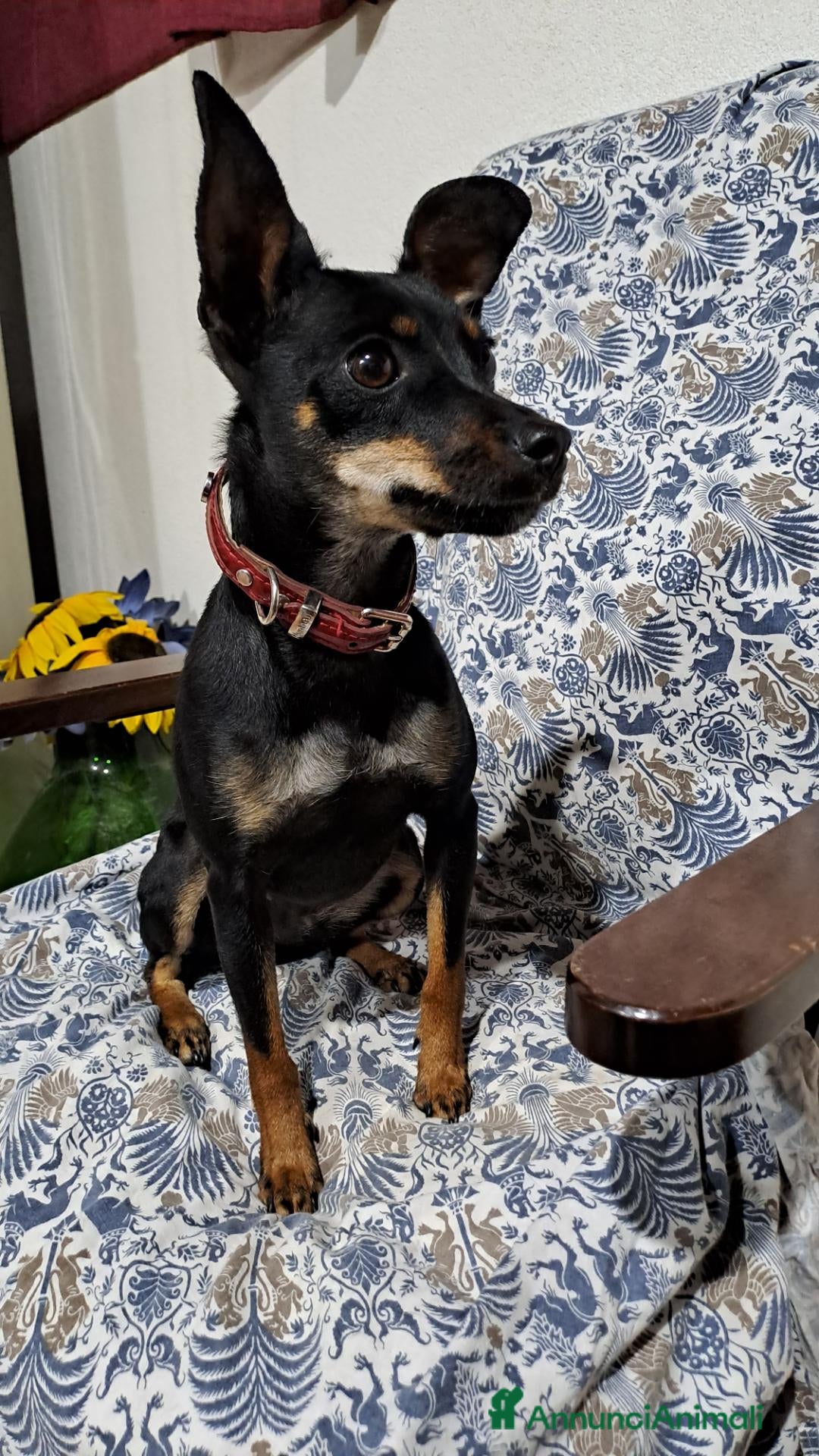 Pinscher Miniatura cani Cane Pinscher - Annuncio 2