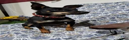 Pinscher Miniatura cani in vendita: Cane Pinscher a Libero consorzio comunale di Trapani - Annuncio 1
