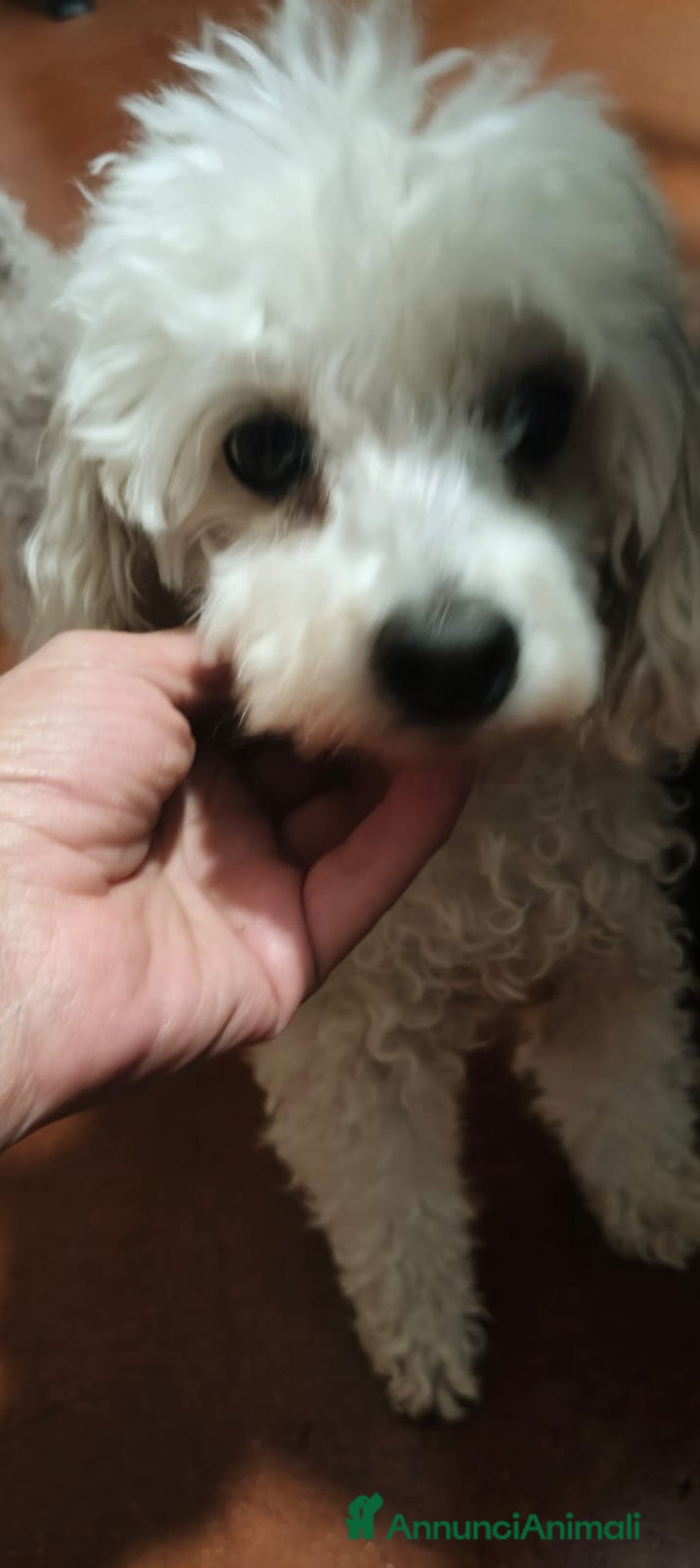 Barboncino cani in regalo: Ariel - Annuncio 4