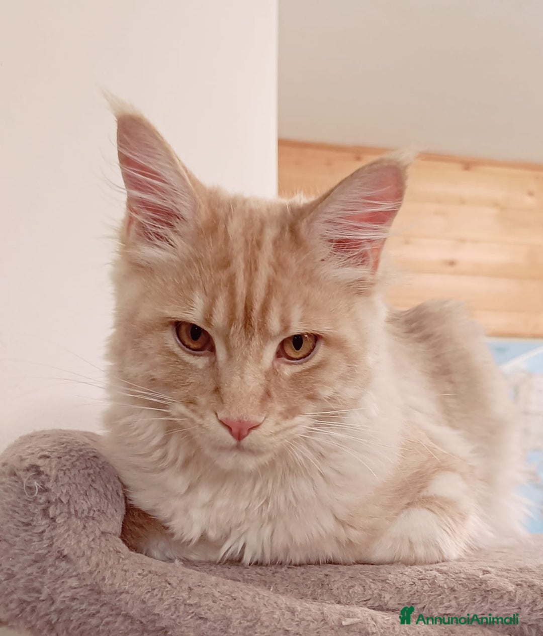 Maine Coon gatti in vendita: Cucciolo Maine Coon pedigree ANFI  - Annuncio 4