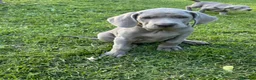 Weimaraner cani in vendita:  CUCCIOLI DISPONIBILI di Weimaranner  - Annuncio 3