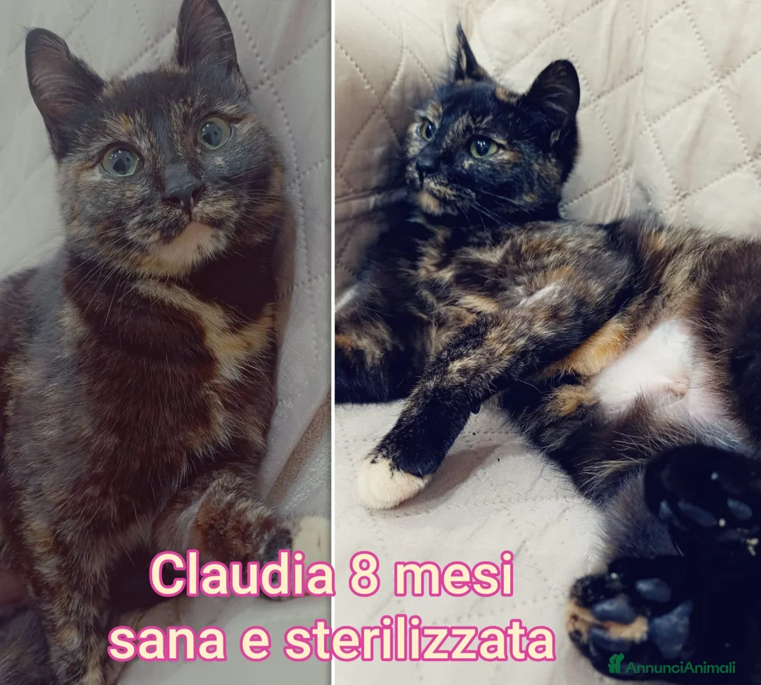 Altre razze gatti in regalo: URGENTI ADOZIONI X QUESTI GATTINI  a Città Metropolitana di Bologna - Annuncio 1
