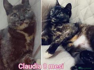 Altre razze gatti URGENTI ADOZIONI X QUESTI GATTINI a Città Metropolitana di Bologna - Annuncio 22