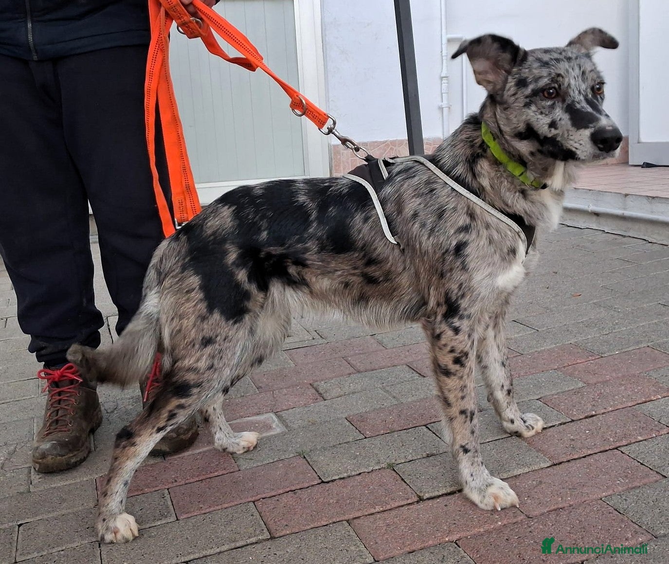 Meticcio cani LAIKA PASTORE DI LAGORAI - Annuncio 10