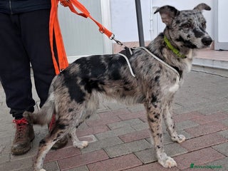 Meticcio cani LAIKA PASTORE DI LAGORAI - Annuncio 9