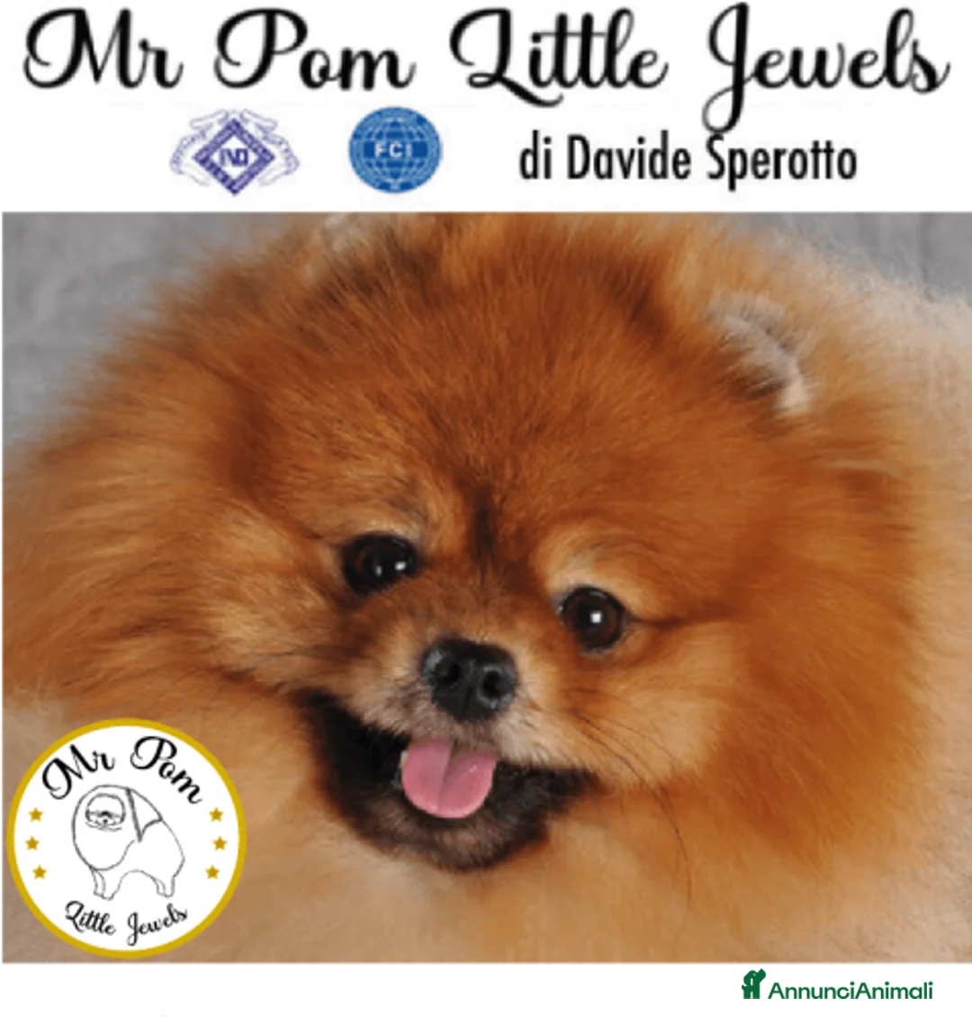 Immagine della galleria {{count}}