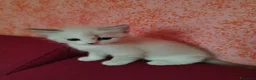 Thai gatti in vendita: Simil magic Thai  a Provincia di Como - Annuncio 10