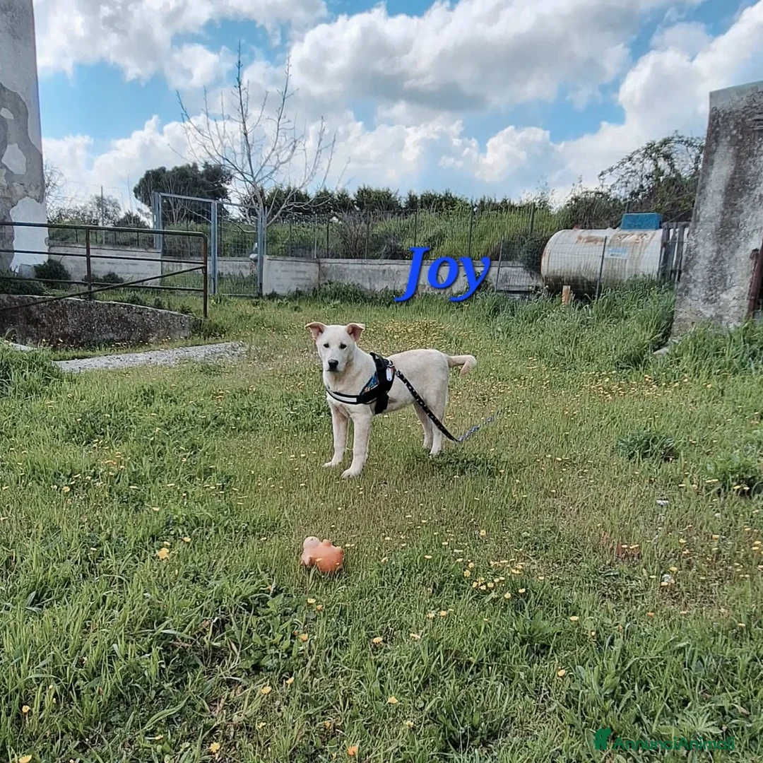Meticcio cani in regalo: Joy in adozione - Annuncio 1